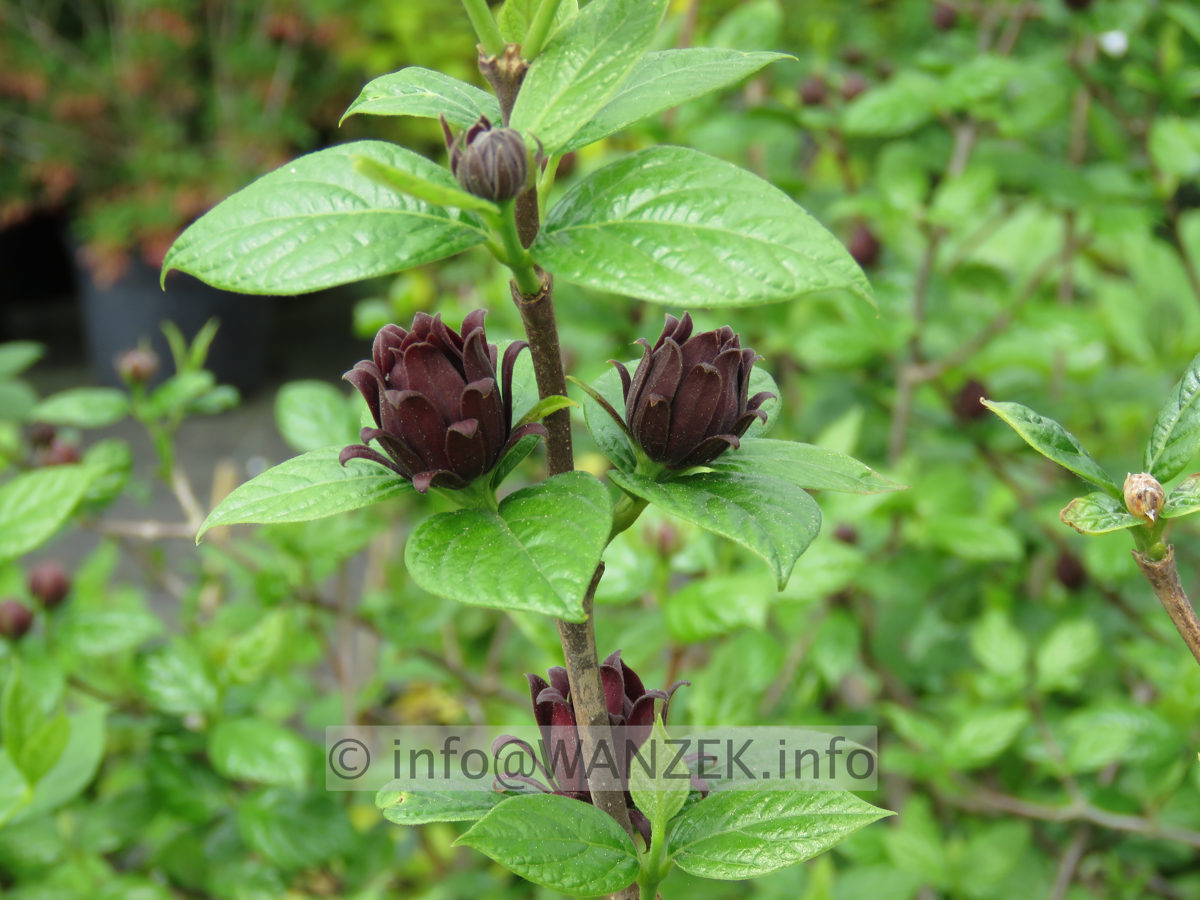 Calycanthus floridus - Bluetenmacro02.JPG